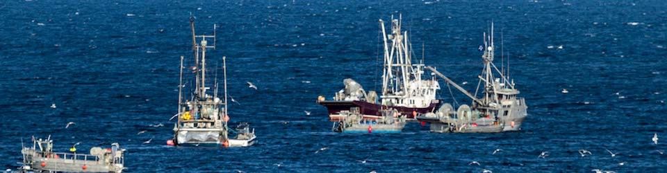 herring fishing near parksville4