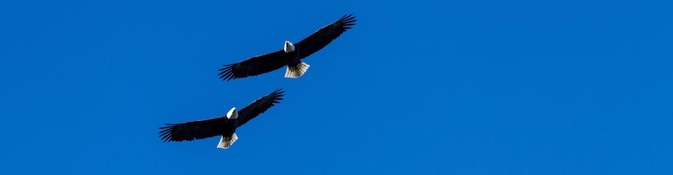pair of bald eagles soar over parksville bay