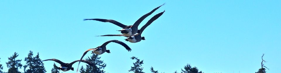 the brant are back