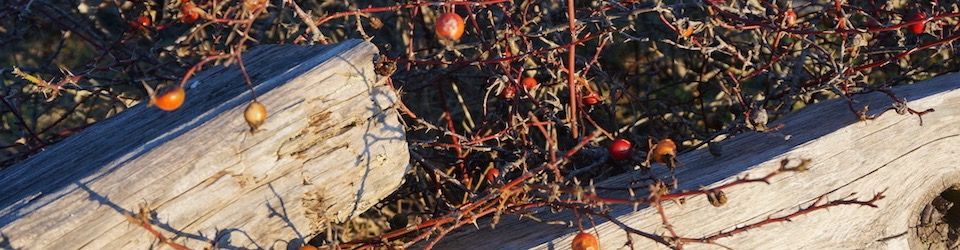 winter rosehips rathtrevor